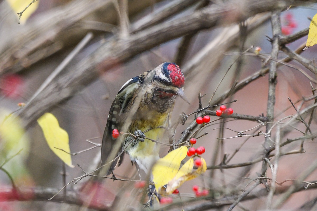 datel rudohrdlý - ML645885270