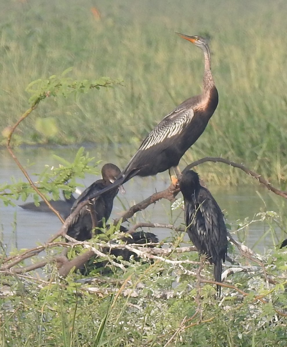 Oriental Darter - ML645885275