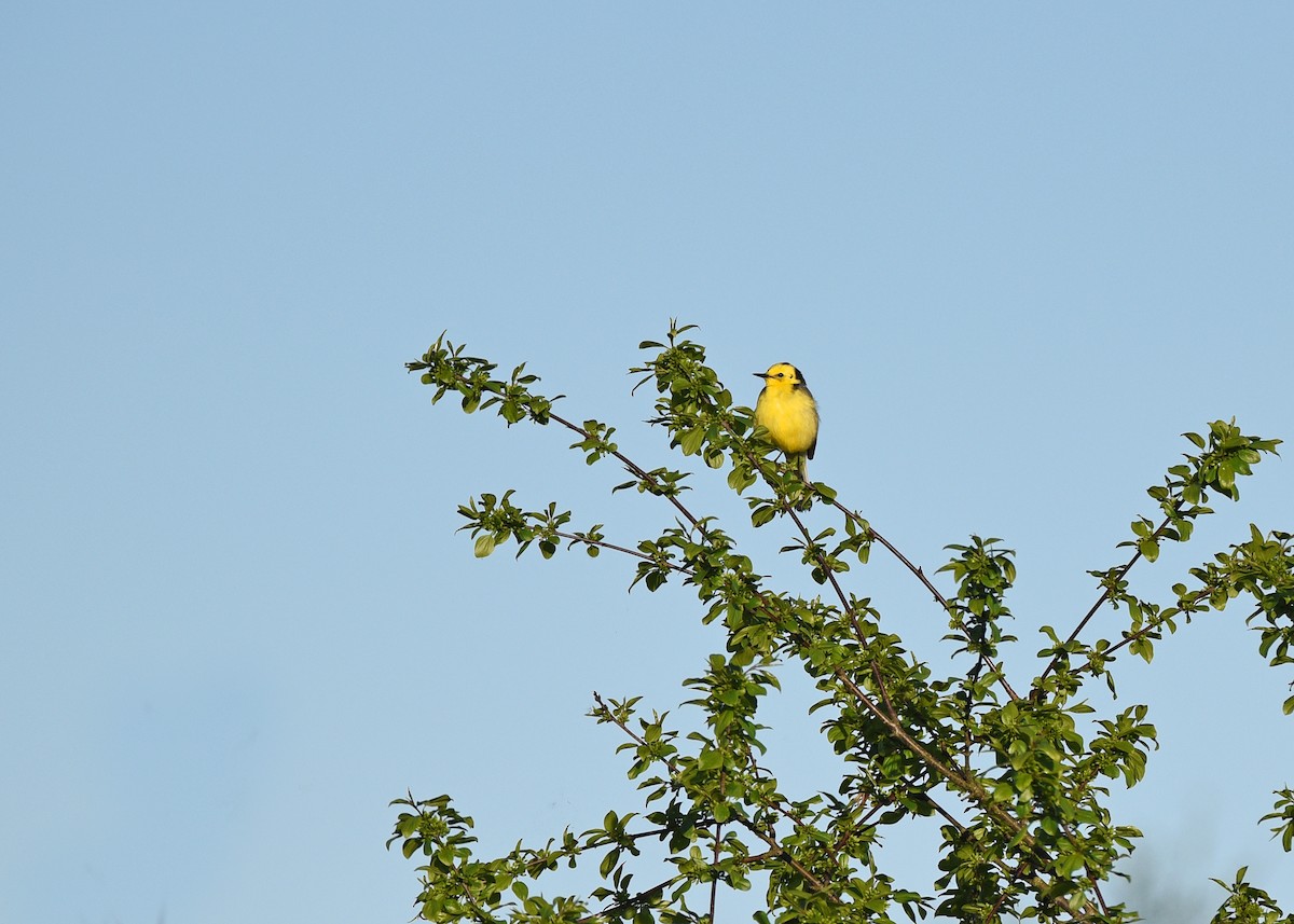 נחליאלי לימוני - ML645885276