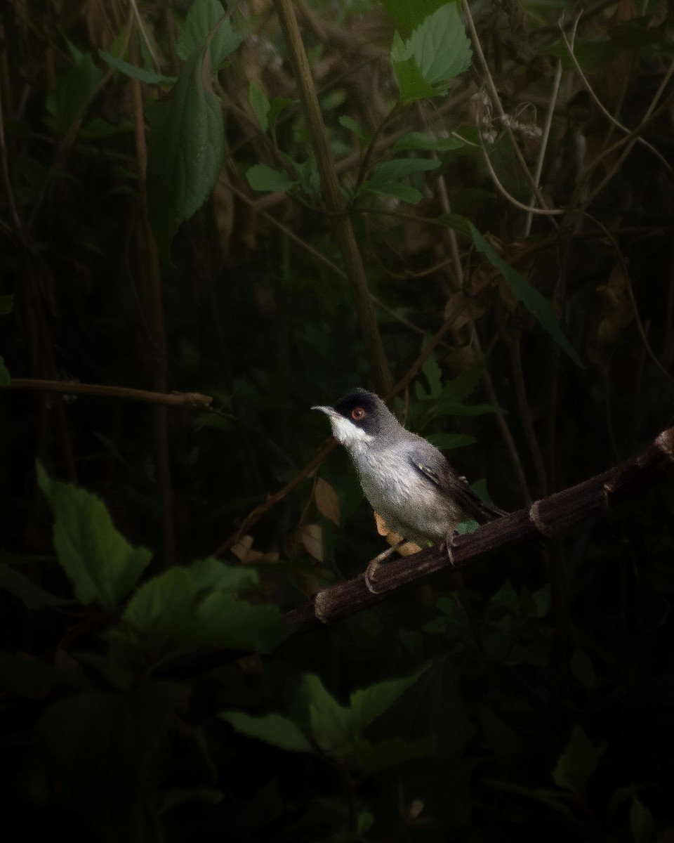 Sardinian Warbler - ML645885278