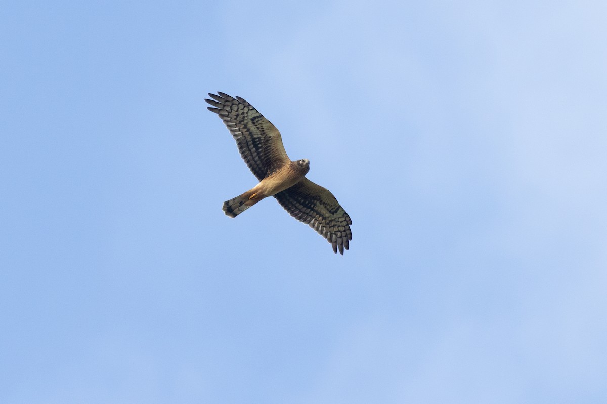 moták severoamerický - ML645885281