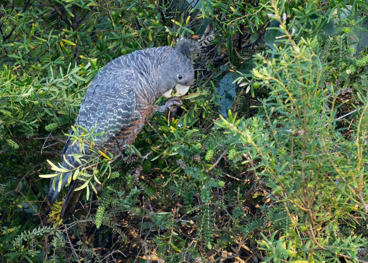 Gang-gang Cockatoo - ML645885283