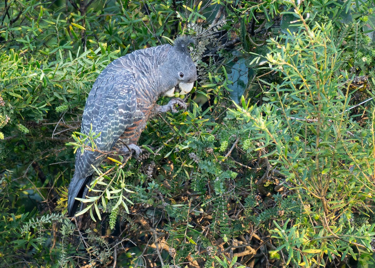 Gang-gang Cockatoo - ML645885284