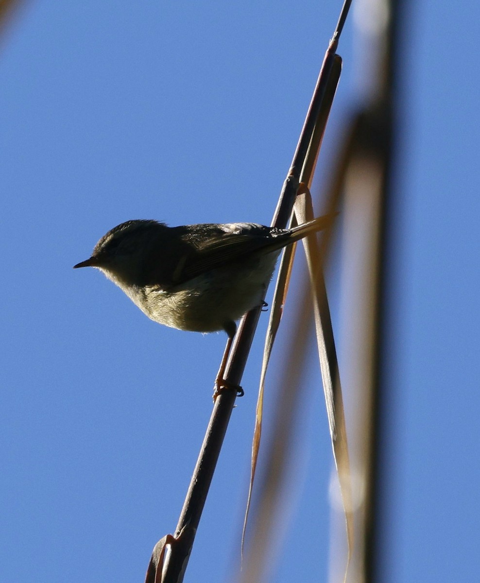 チャバネムシクイ - ML645885291