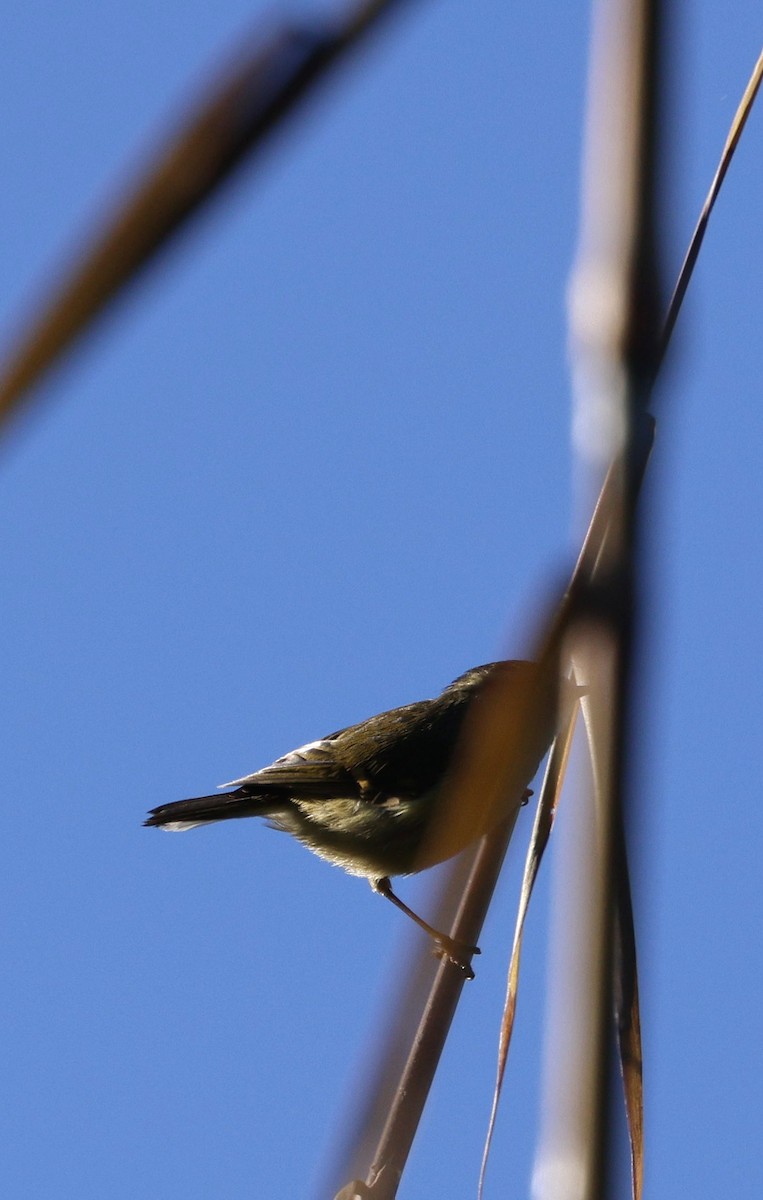 チャバネムシクイ - ML645885292