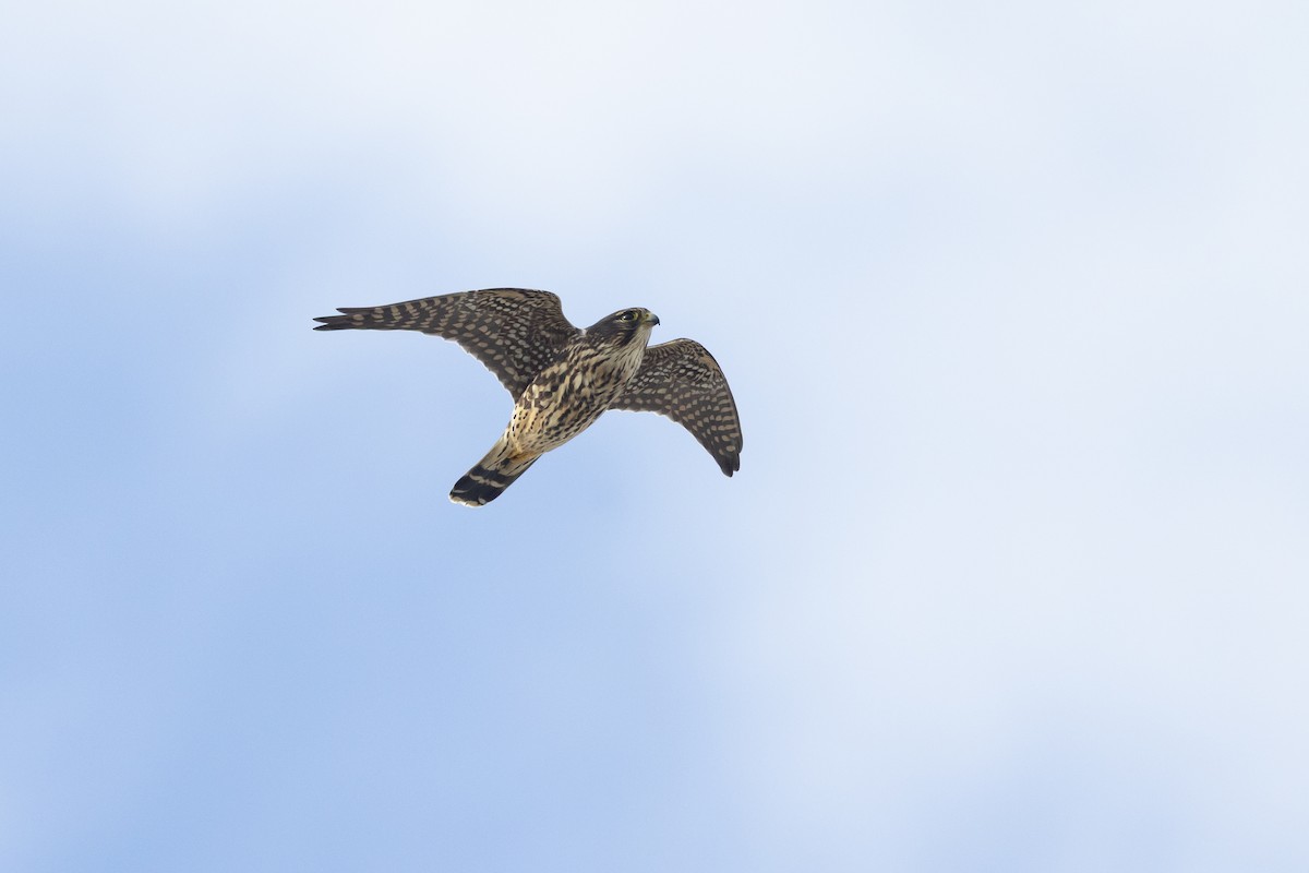 灰背隼 - ML645885293