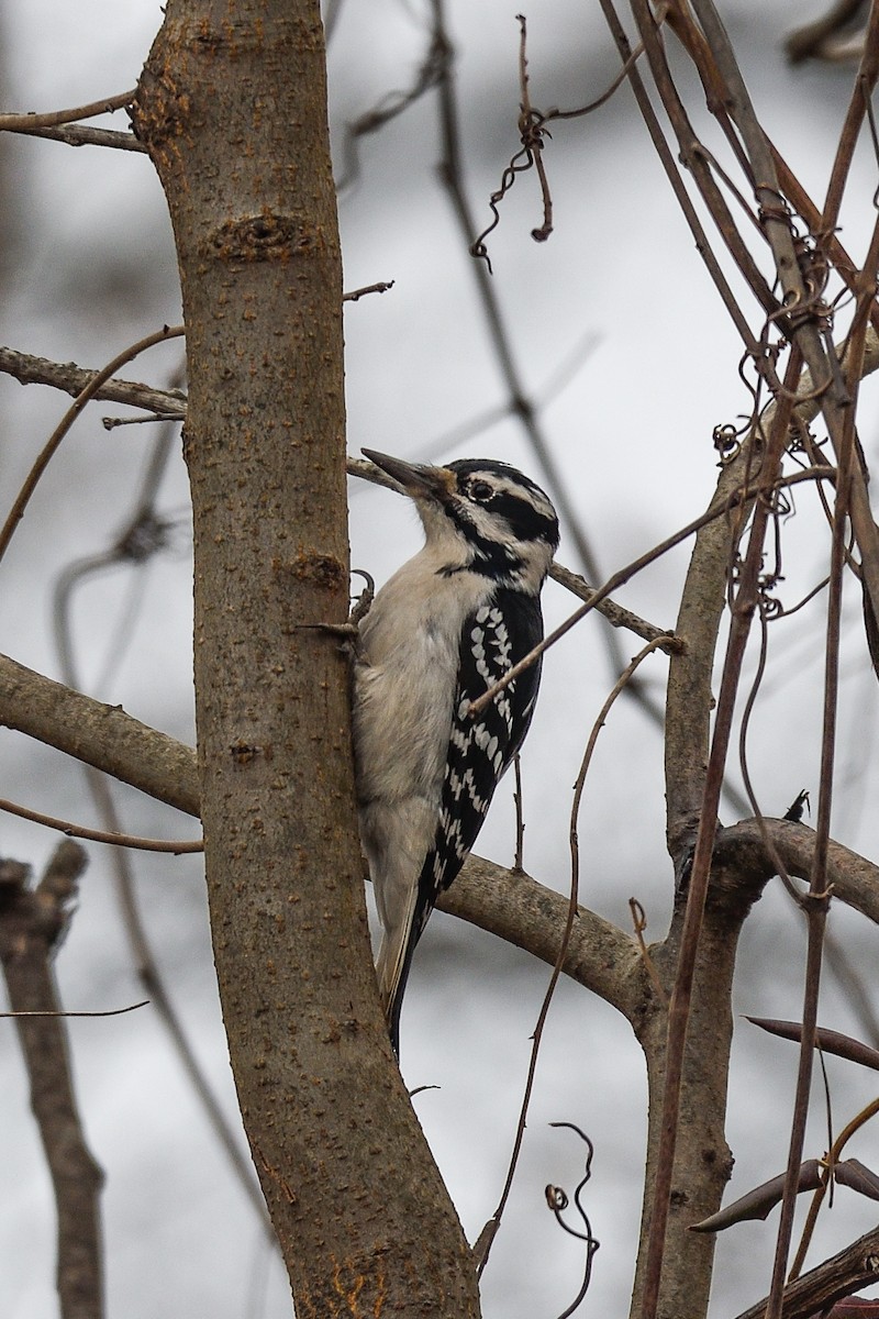 strakapoud americký - ML645885294