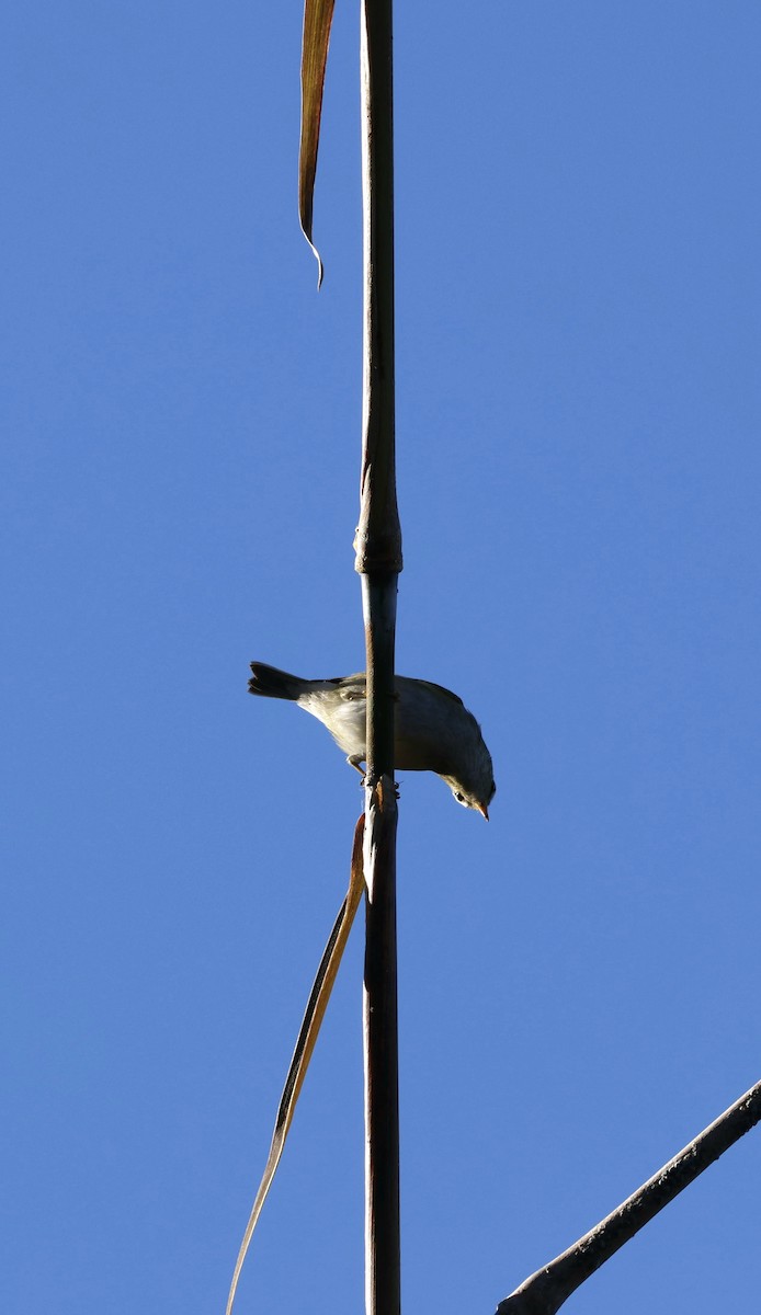 チャバネムシクイ - ML645885295