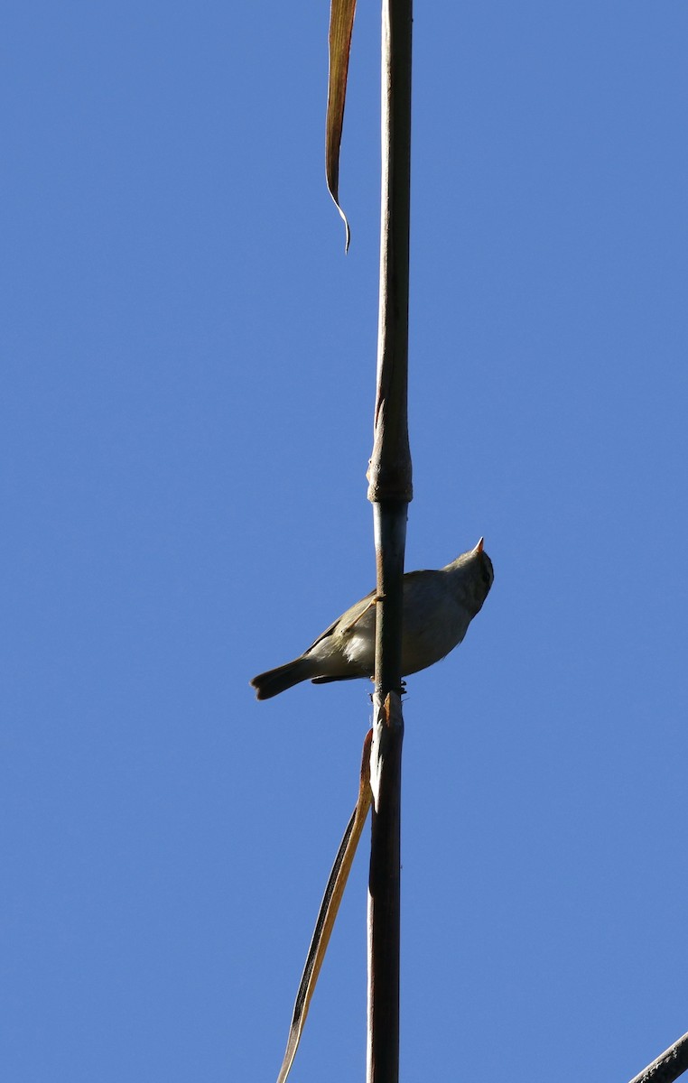 チャバネムシクイ - ML645885296