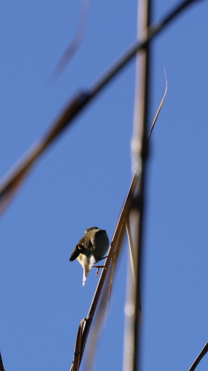 チャバネムシクイ - ML645885297