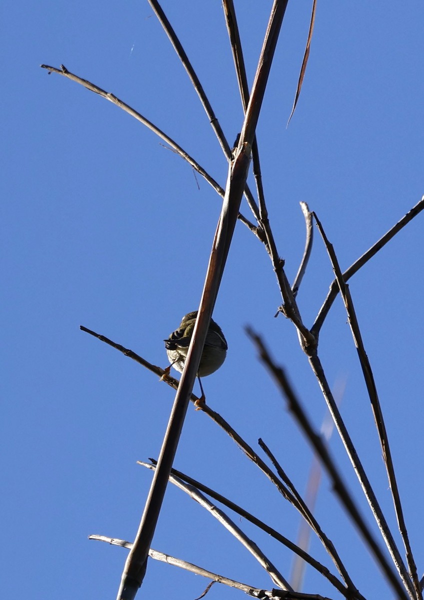 チャバネムシクイ - ML645885298