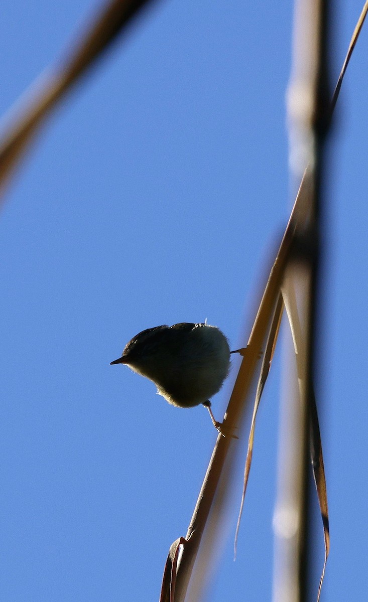 チャバネムシクイ - ML645885300