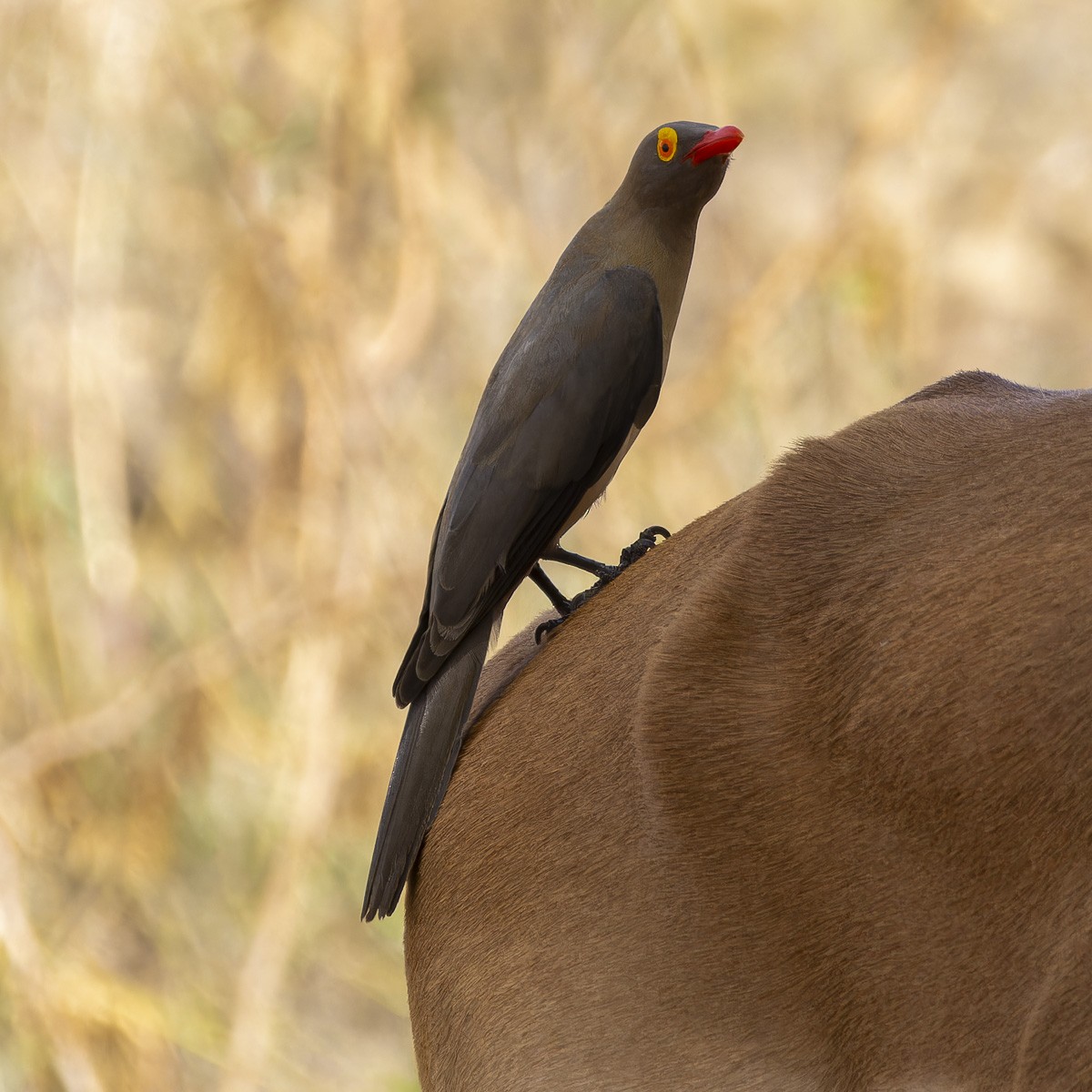 Red-billed Oxpecker - ML645885301