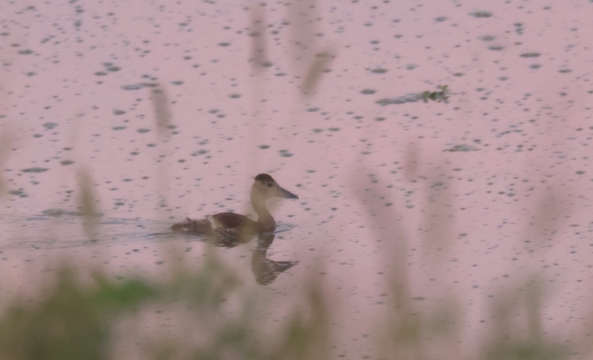 Black-bellied Whistling-Duck - ML645885310