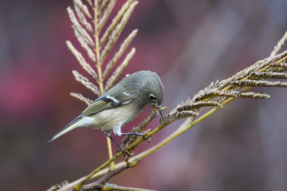 ルビーキクイタダキ - ML645885314