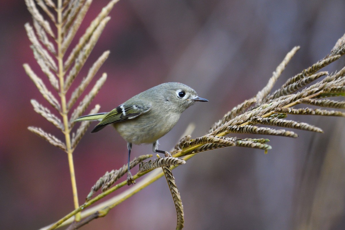 Ruby-crowned Kinglet - ML645885315