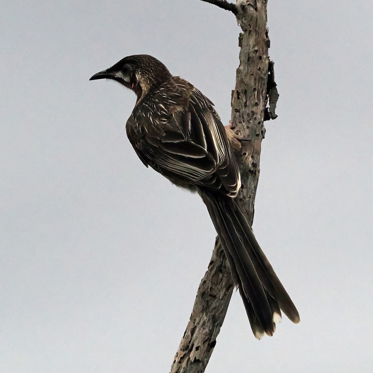 Red Wattlebird - ML645885316
