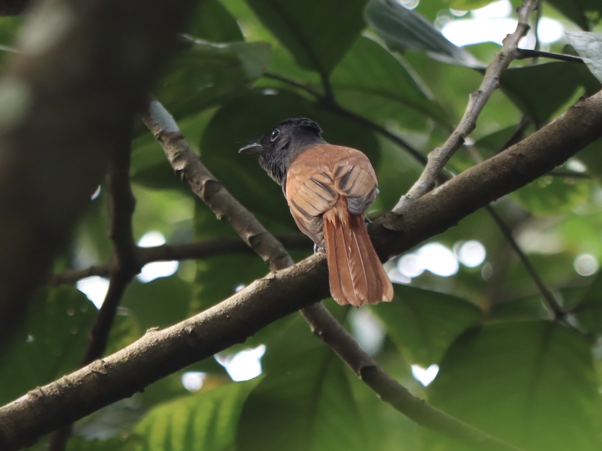 Amur Paradise-Flycatcher - ML645885318