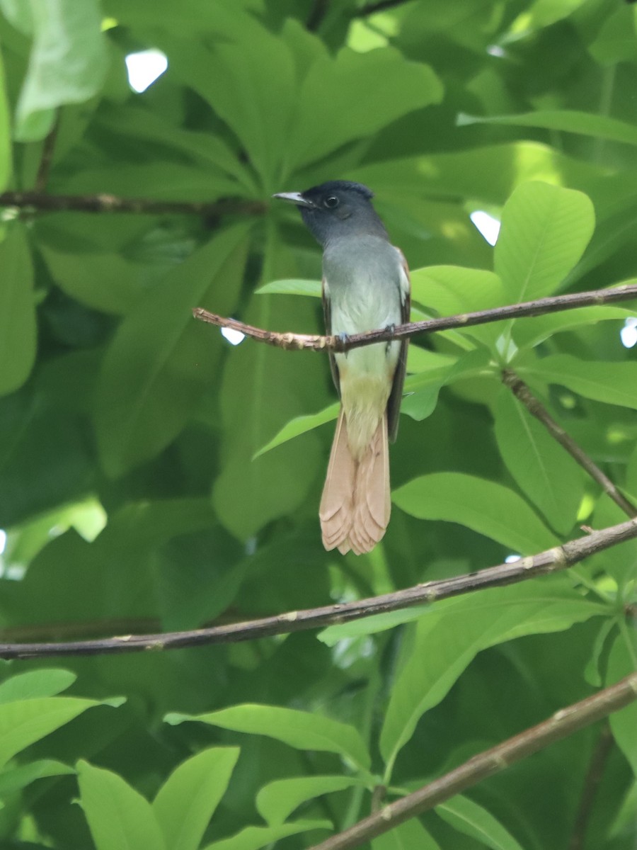 Amur Paradise-Flycatcher - ML645885319