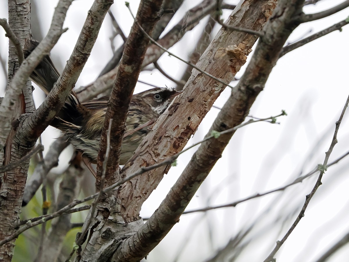 Spotted Scrubwren - ML645885320
