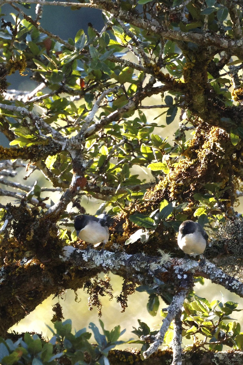 Gray Sibia - ML645885321