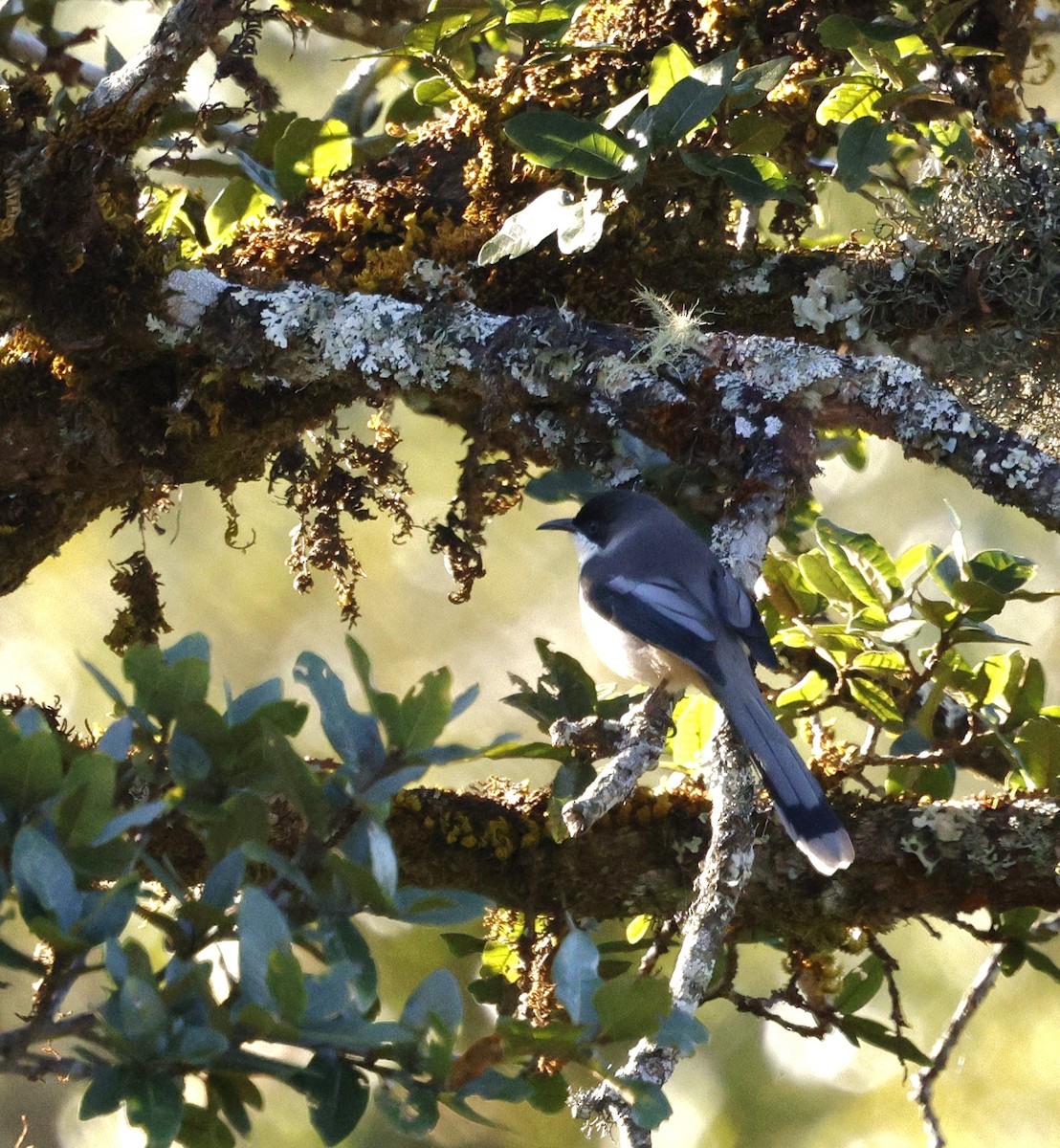 Gray Sibia - ML645885322