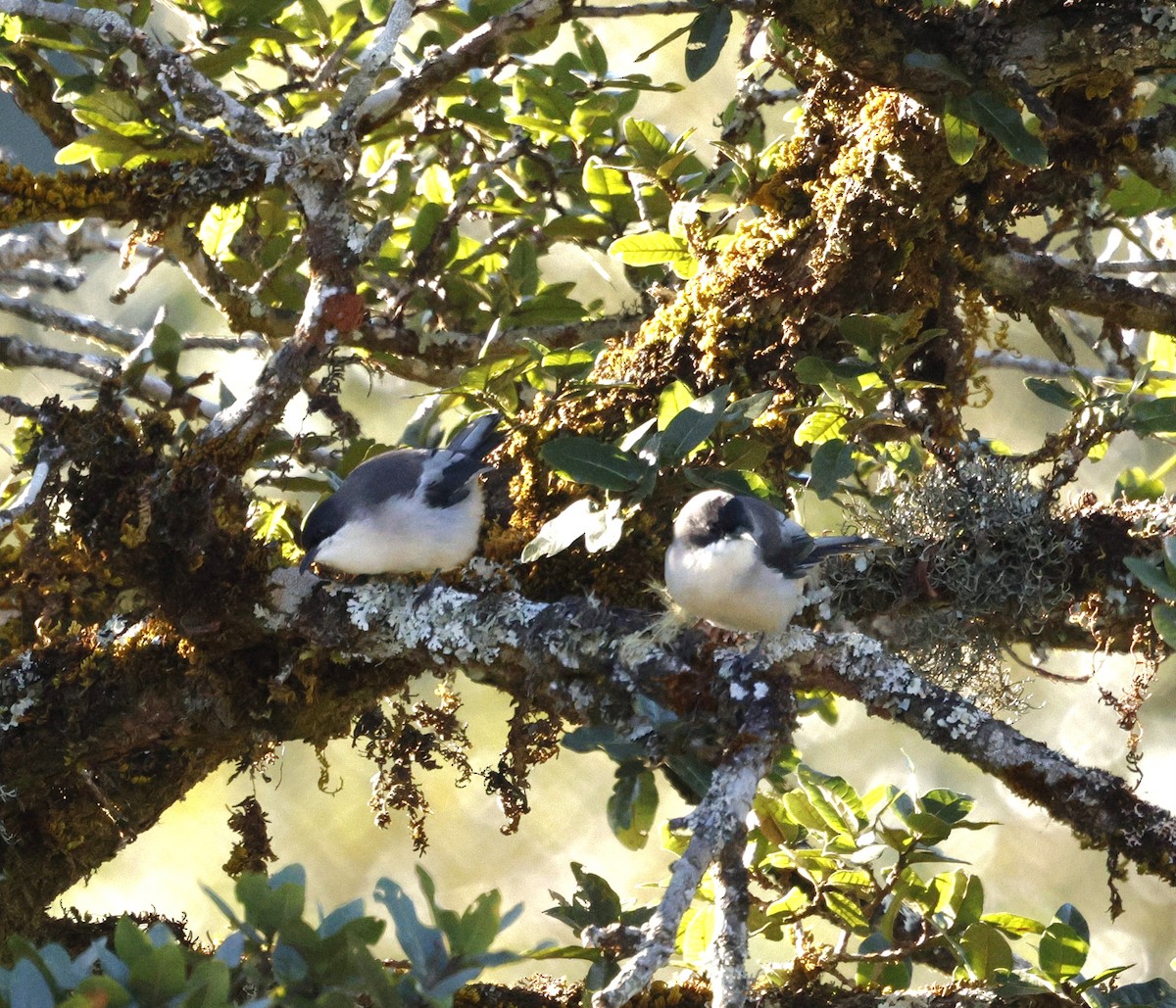 Gray Sibia - ML645885323