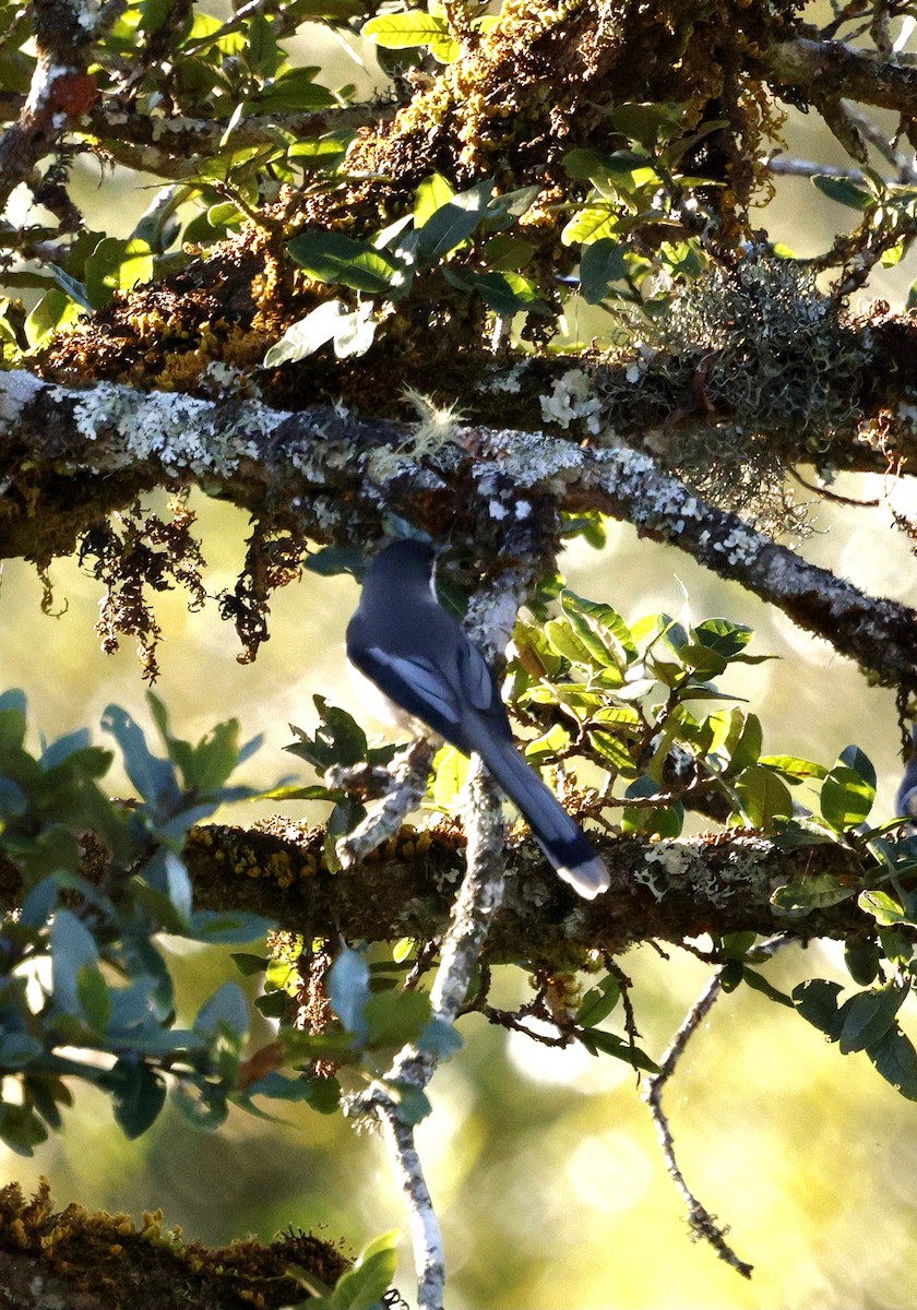 Gray Sibia - ML645885324