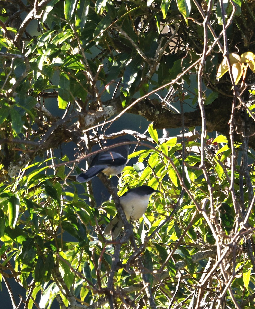 Gray Sibia - ML645885325