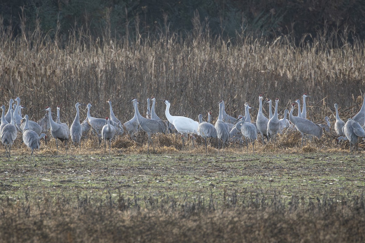 Whooping Crane - ML645885327