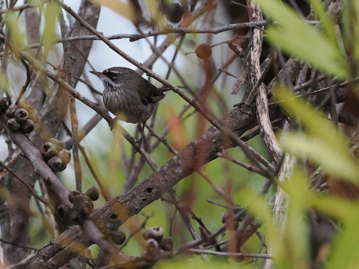 Spotted Scrubwren - ML645885328