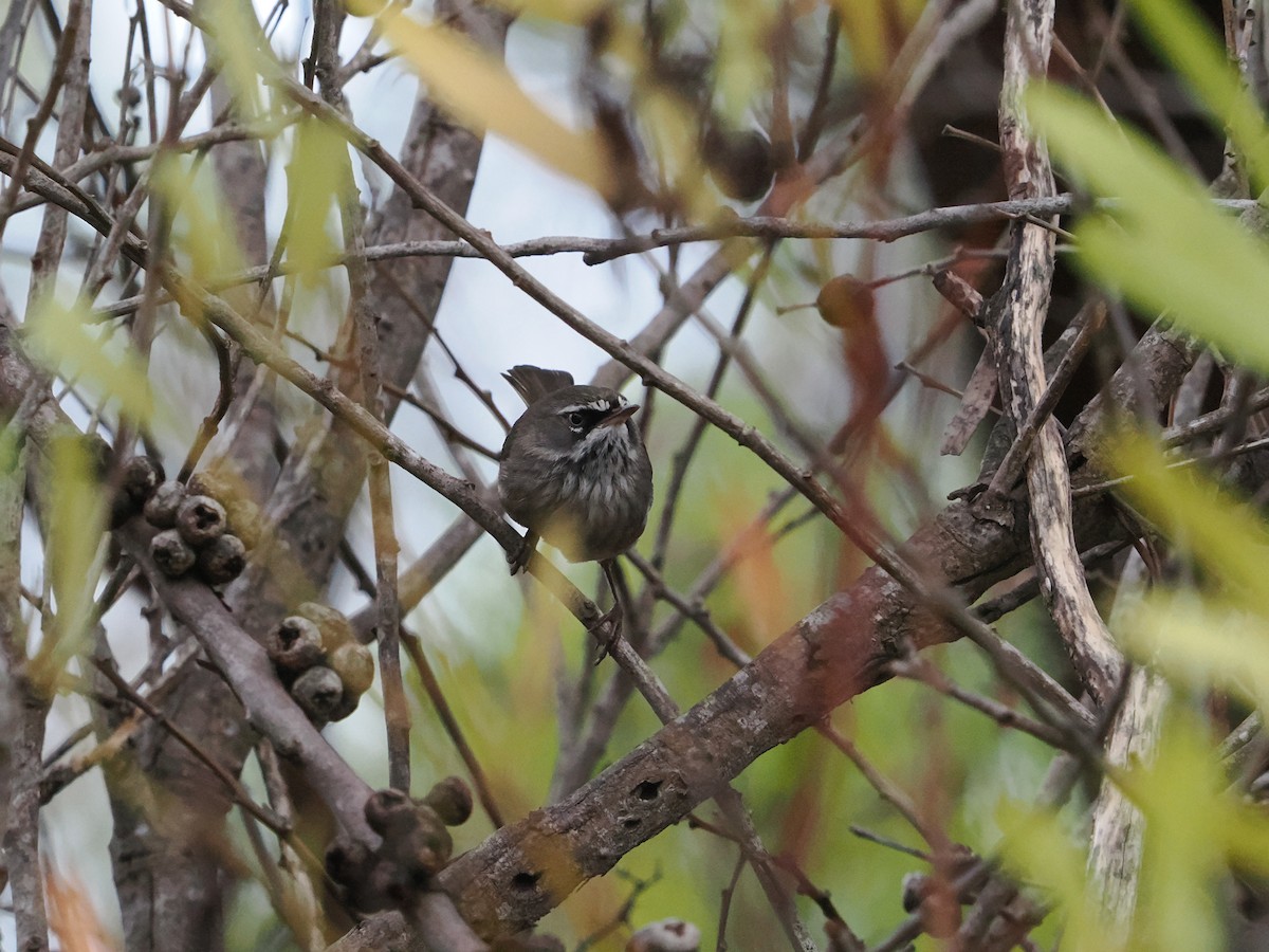 Spotted Scrubwren - ML645885329