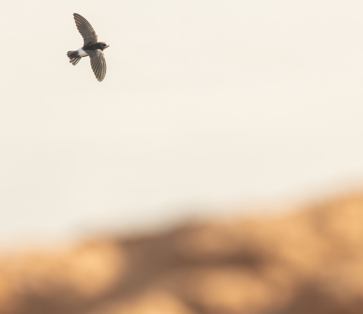 Little Swift (Little) - ML645885330