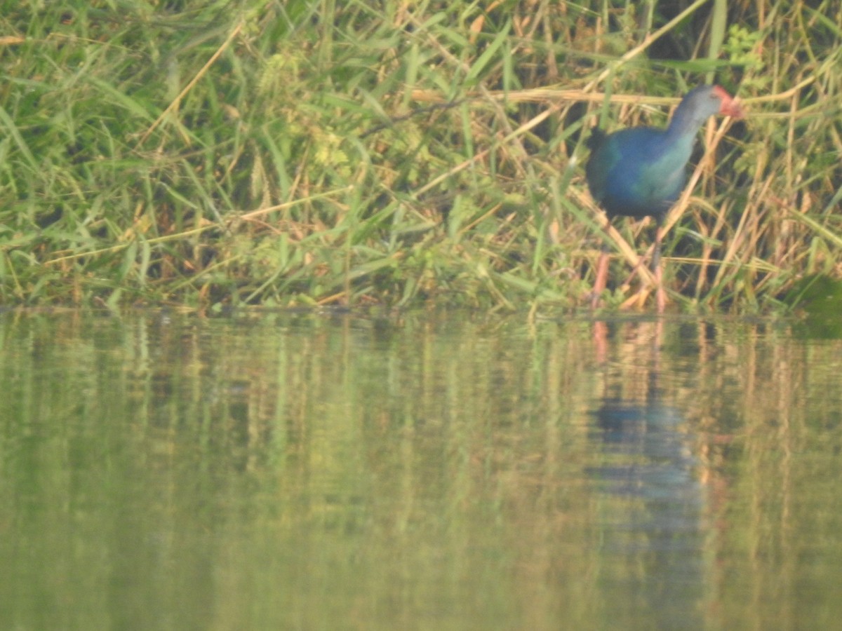 Gray-headed Swamphen - ML645885331