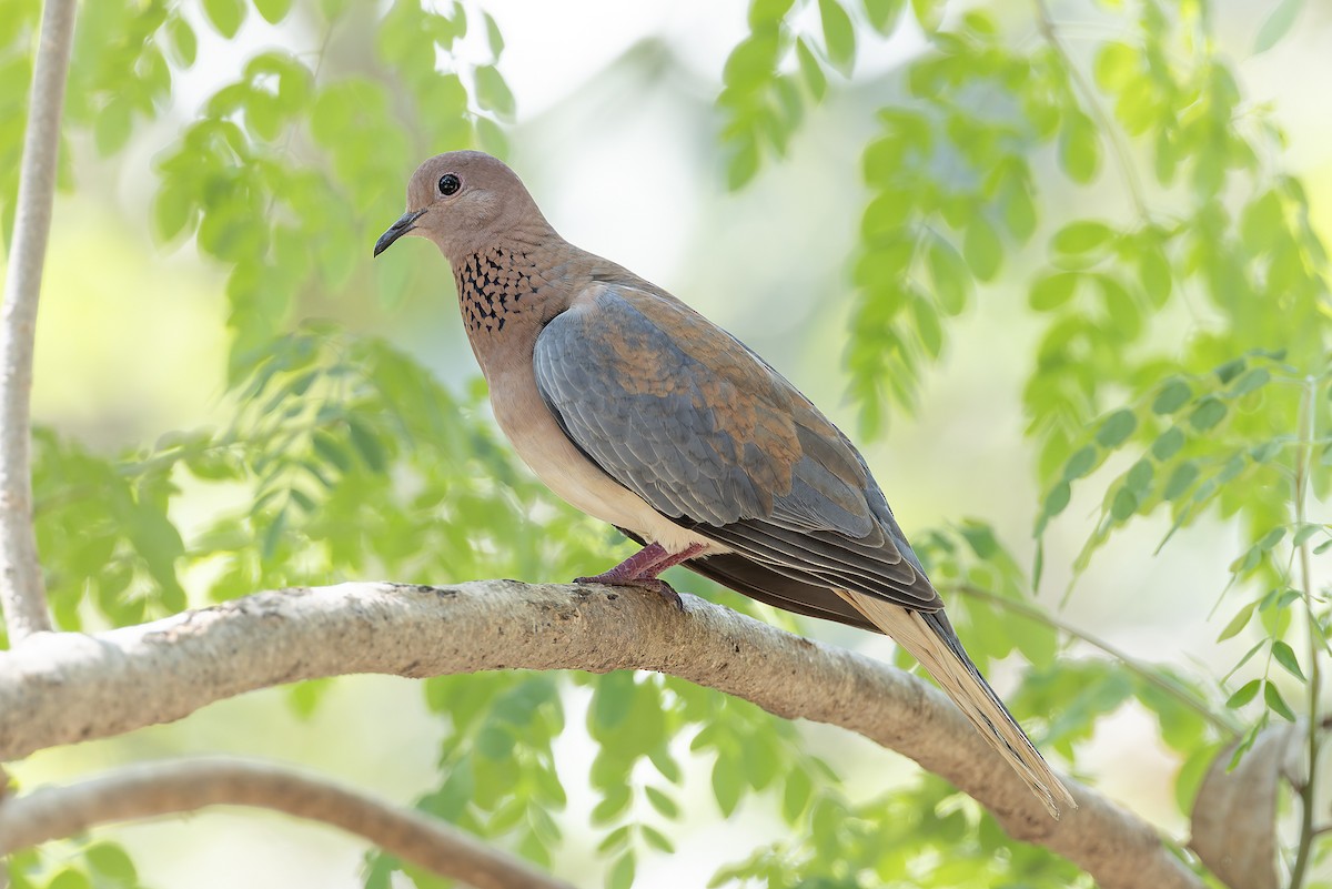 Laughing Dove - ML645885332