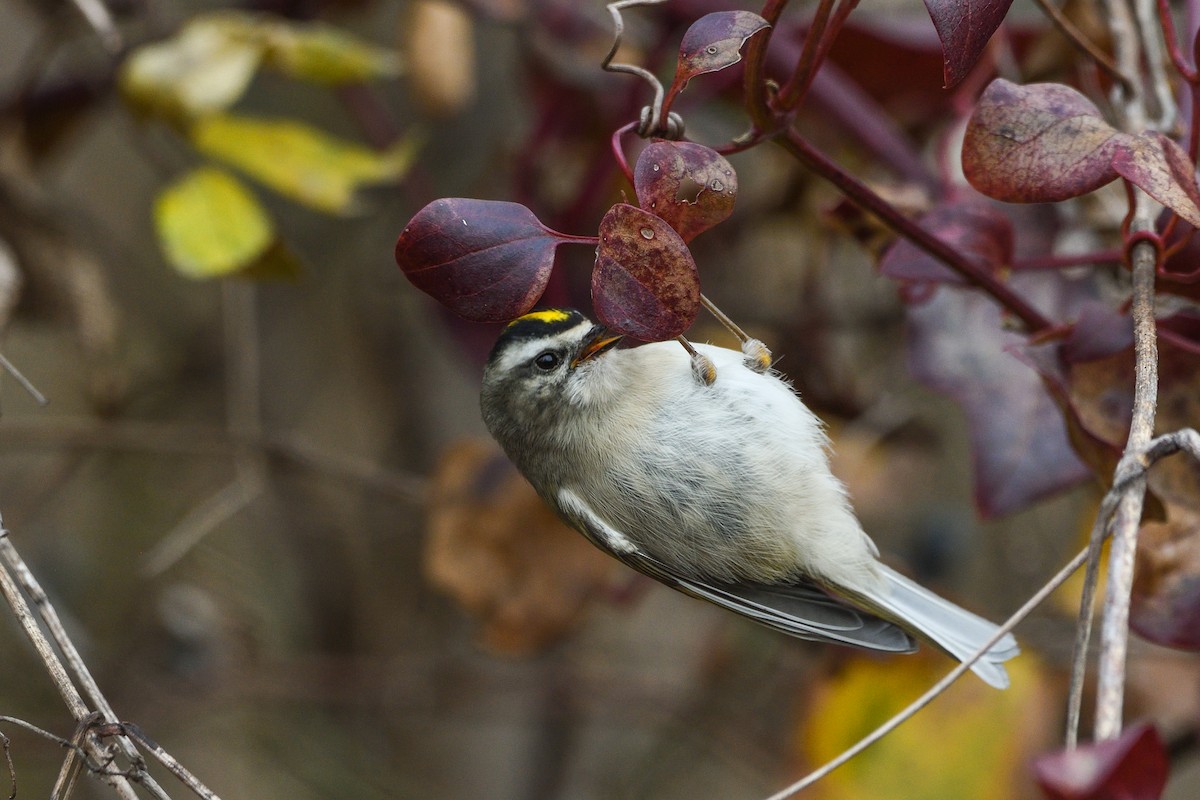 Golden-crowned Kinglet - ML645885333