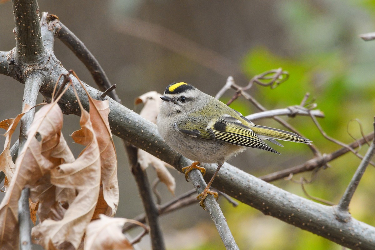Golden-crowned Kinglet - ML645885334