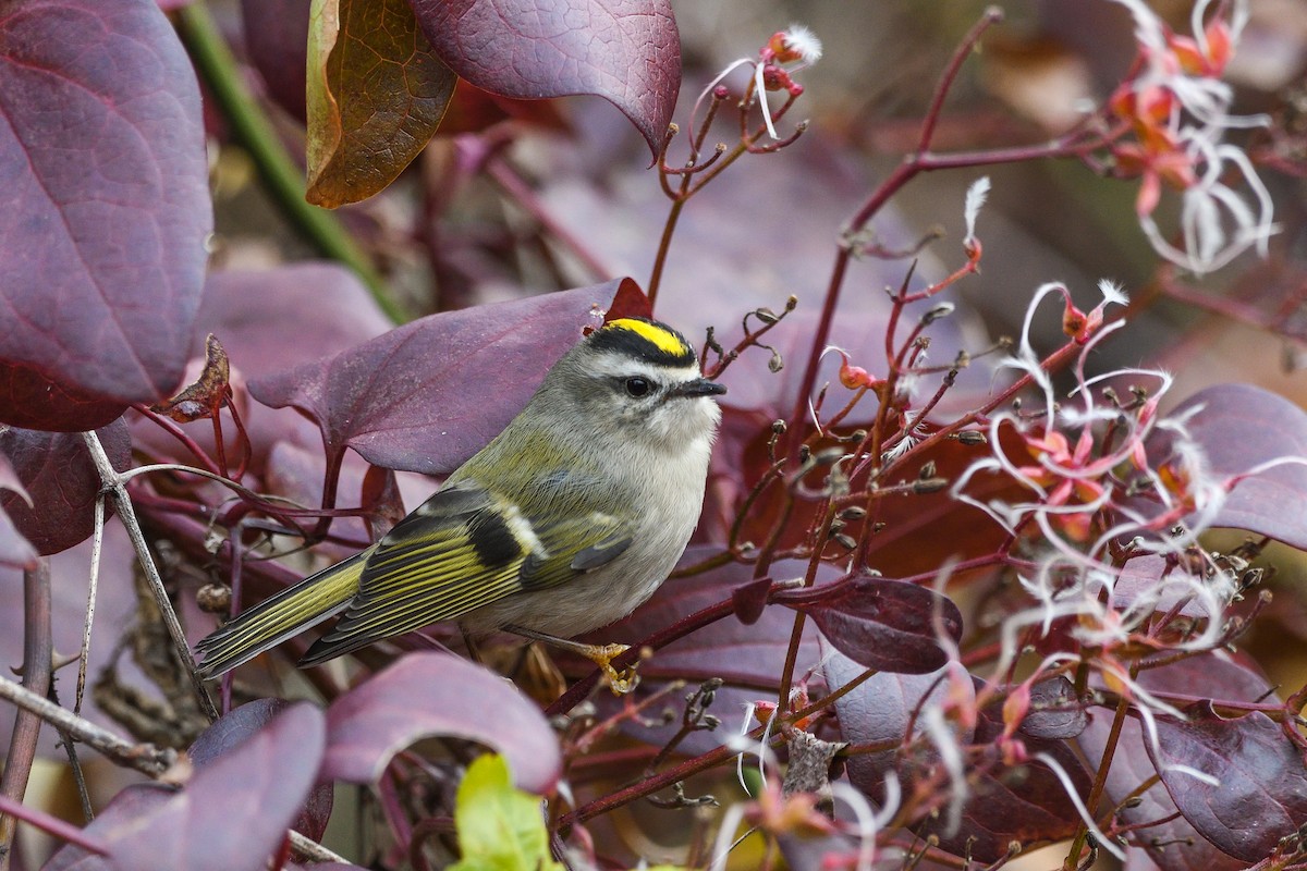 Golden-crowned Kinglet - ML645885335