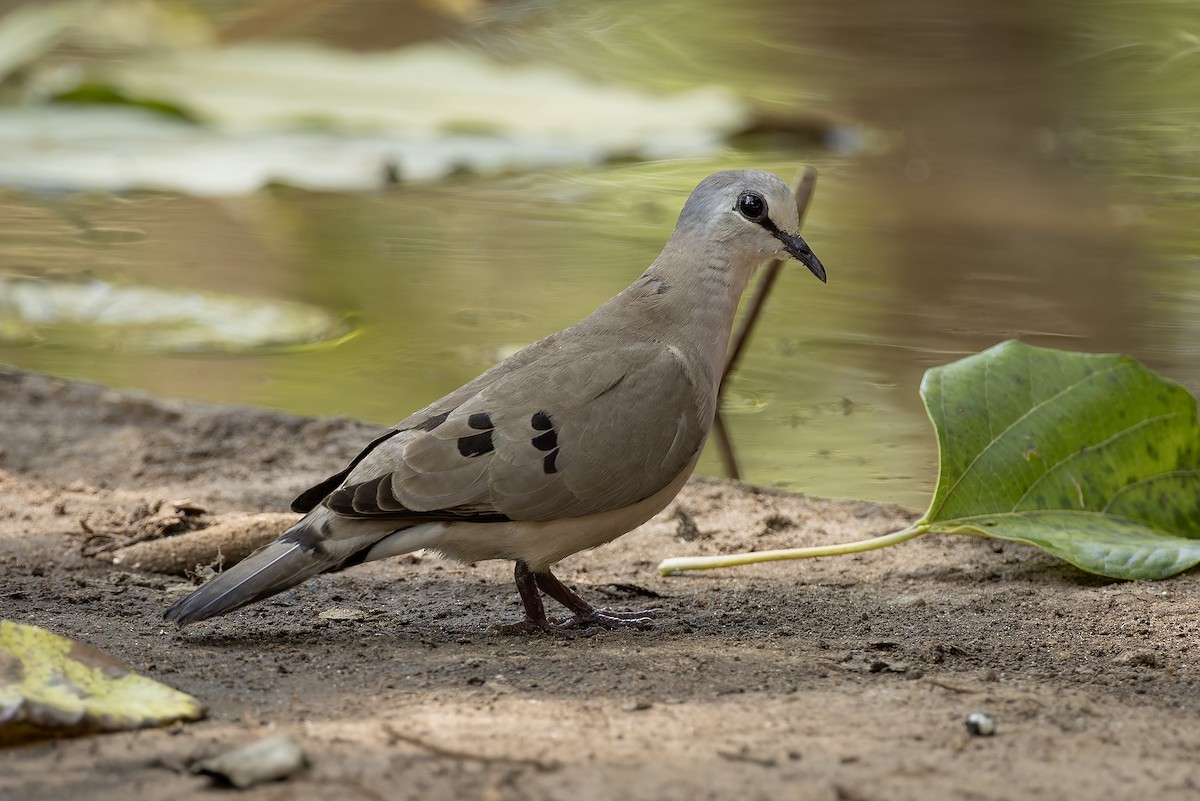 Black-billed Wood-Dove - ML645885336
