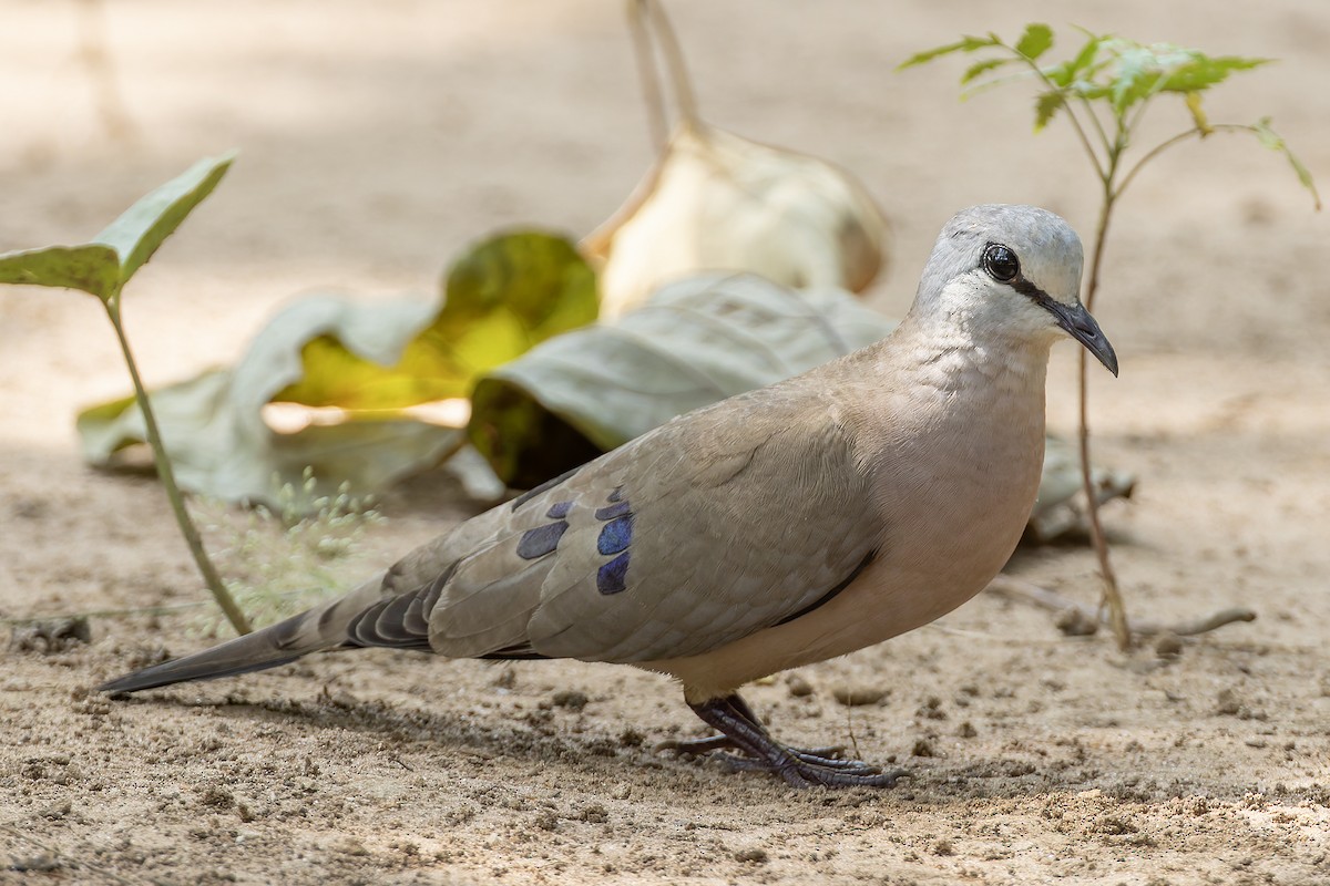 Black-billed Wood-Dove - ML645885337