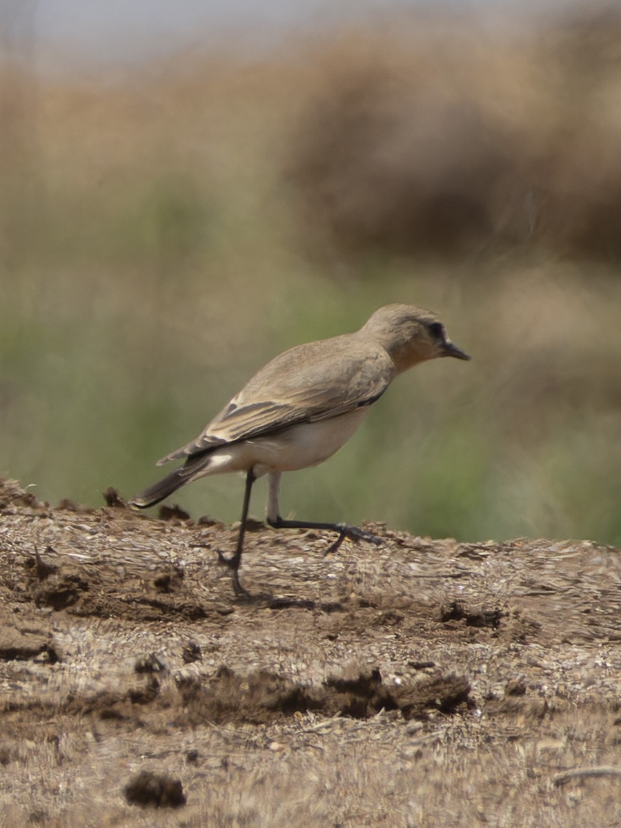 Isabelline Wheatear - ML645885339