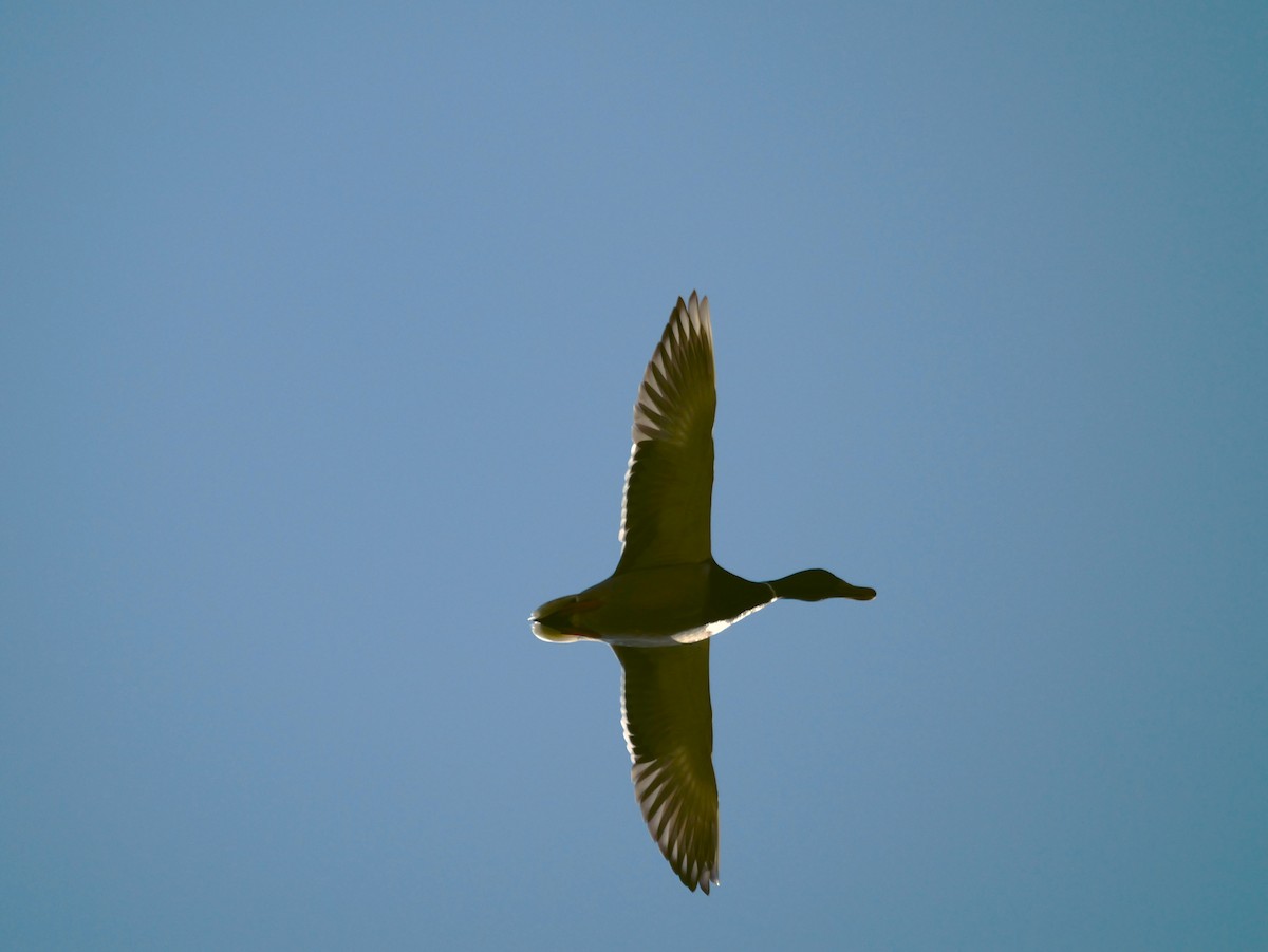 Mallard - ML645885340