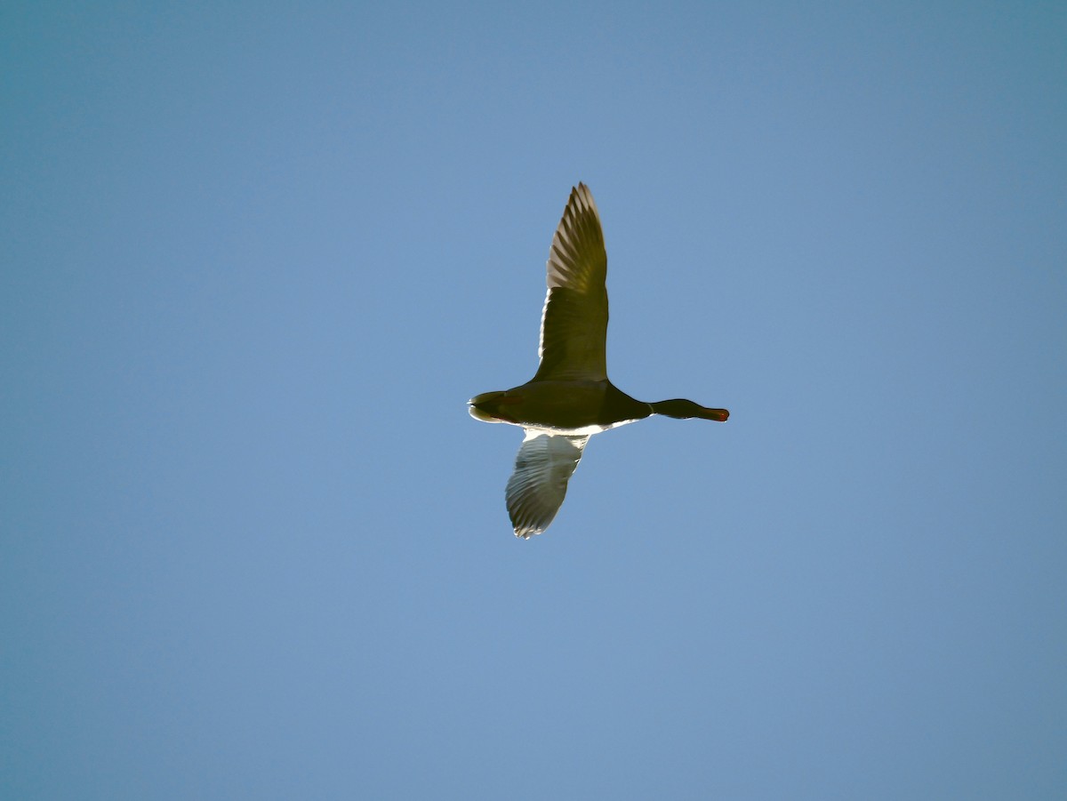 Mallard - ML645885341