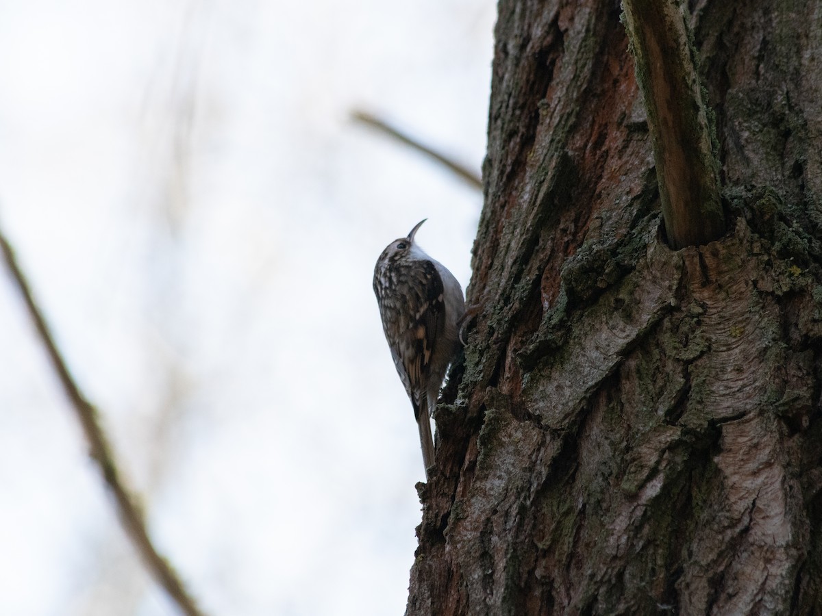 Eurasian Treecreeper - ML645885342