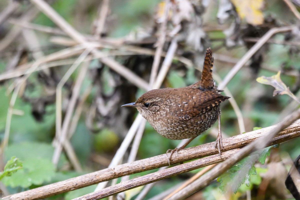 Winter Wren - ML645885346