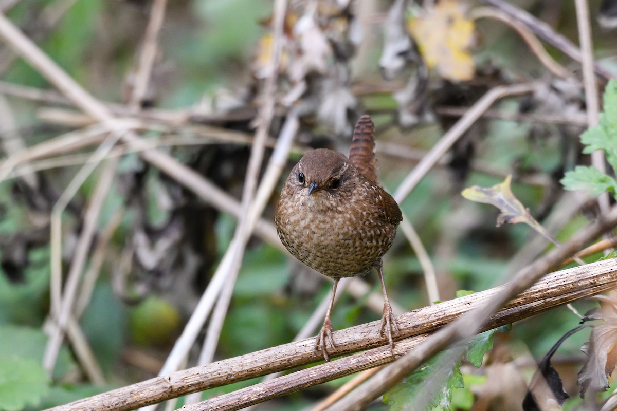 Winter Wren - ML645885347