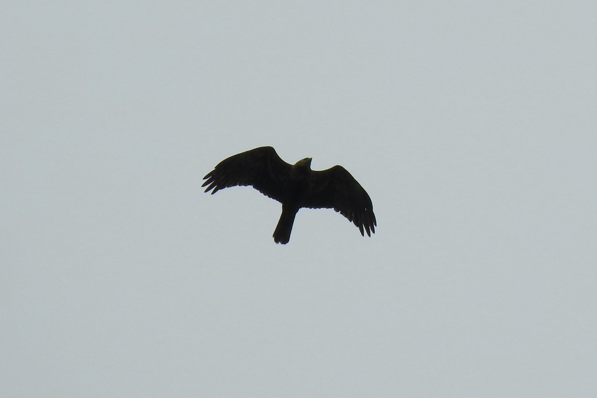 Western Marsh Harrier - ML645885348