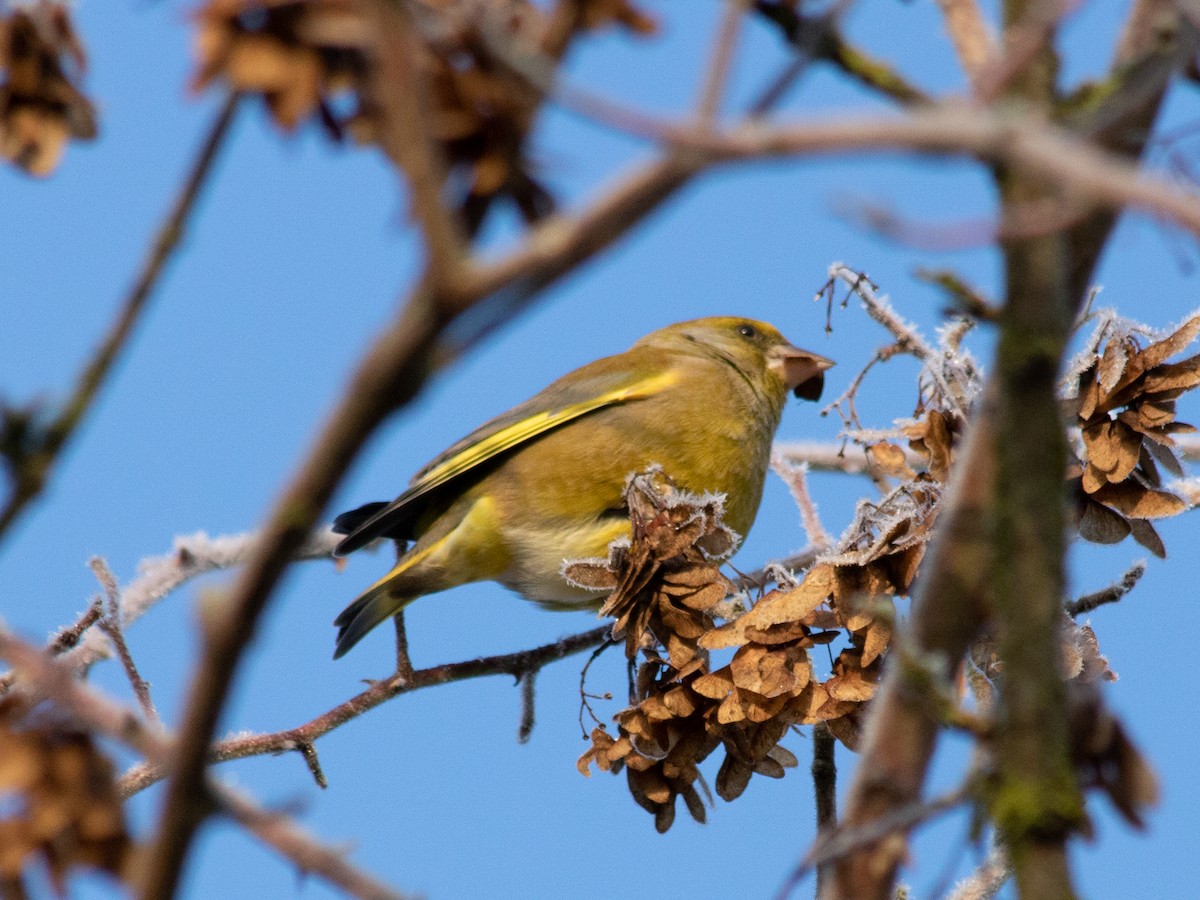 European Greenfinch - ML645885349
