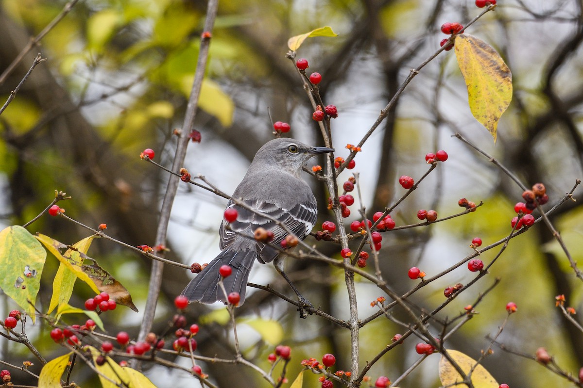 Northern Mockingbird - ML645885357