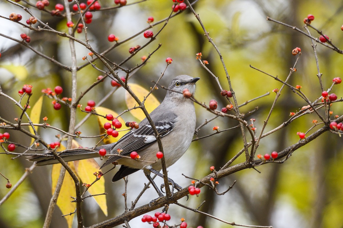 Northern Mockingbird - ML645885358